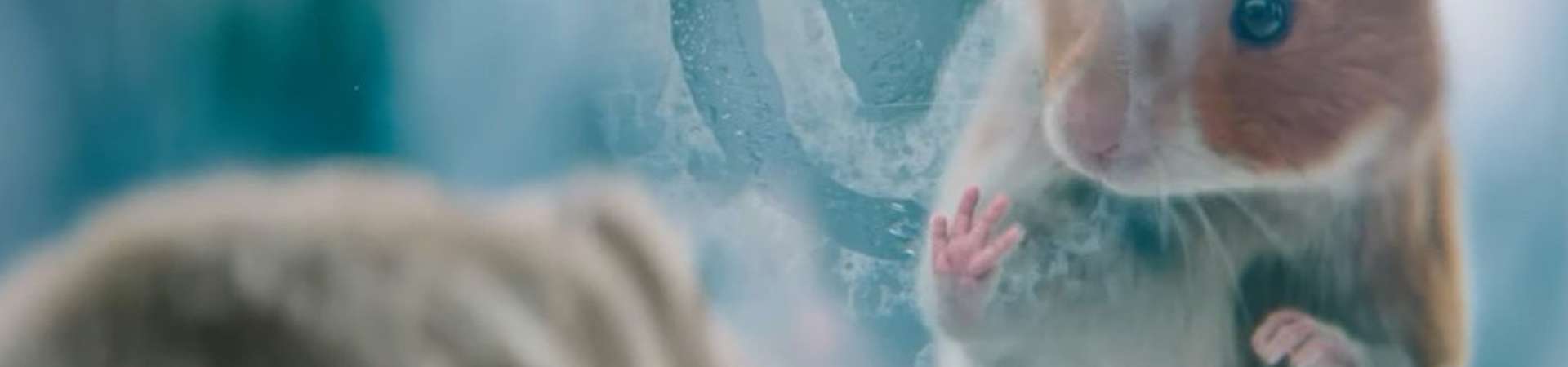 Ster Gouden Loeki 2021 Albert Heijn