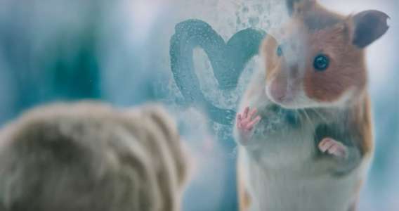 Ster Gouden Loeki 2021 Albert Heijn