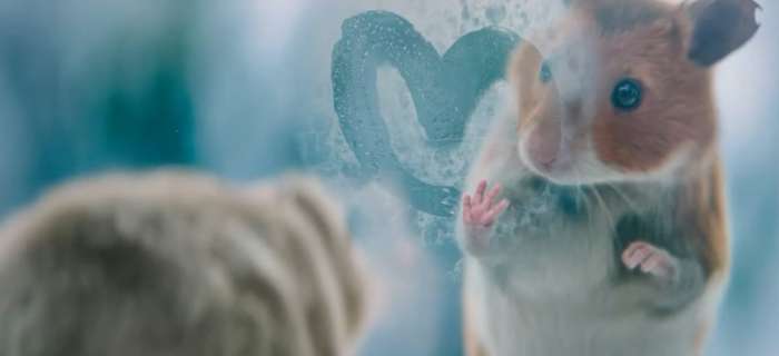 Ster Gouden Loeki 2021 Albert Heijn